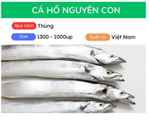 Cá hố