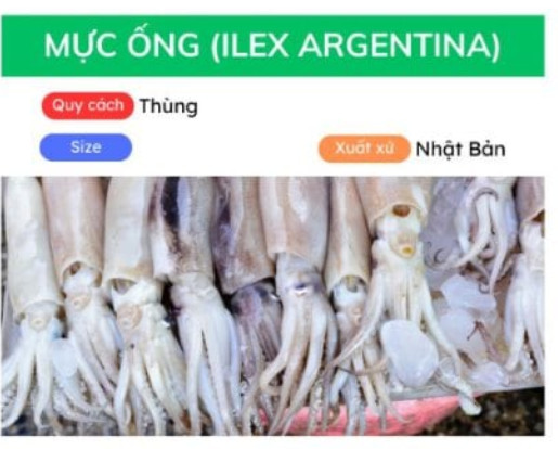 Mực ống