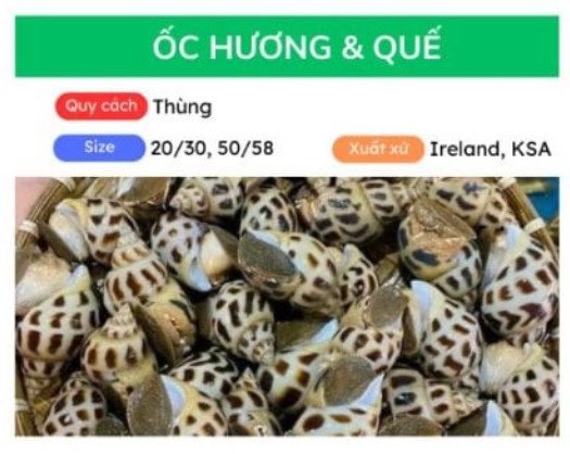 Ốc hương và quế
